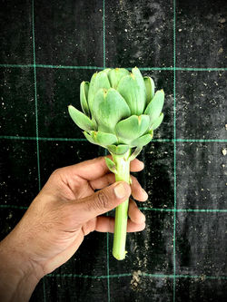 Artichoke