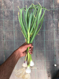 Fresh Garlic