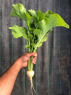 Turnip