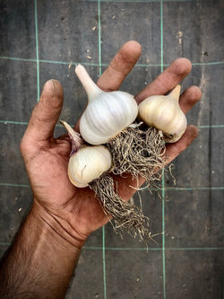 Garlic