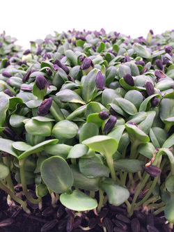 Sunflower Shoots