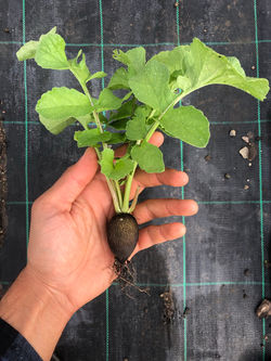 Black Radish