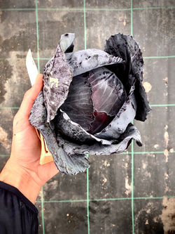 Red Cabbage
