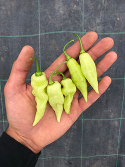 Habanero Peppers