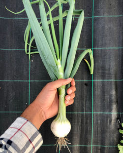 Sweet Onion