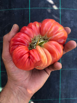 Oxheart Tomato