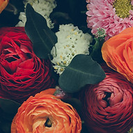 fiori colorati