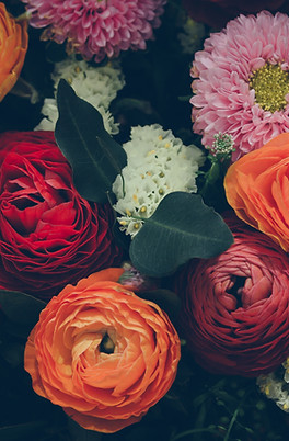 fiori colorati