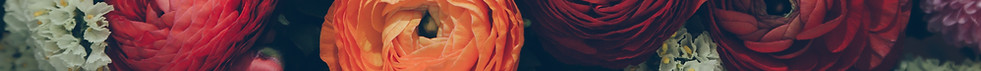 fleurs colorées