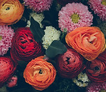 Colorful Flowers