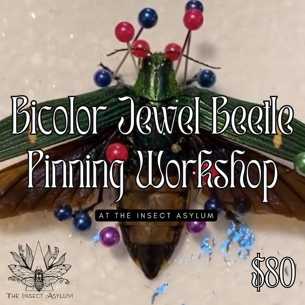 Bicolor Jewel Beetle Pinning Workshop