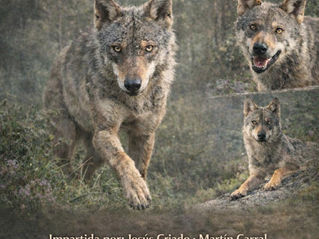Galicia salvaje: entender al lobo y al oso para comprender nuestro territorio