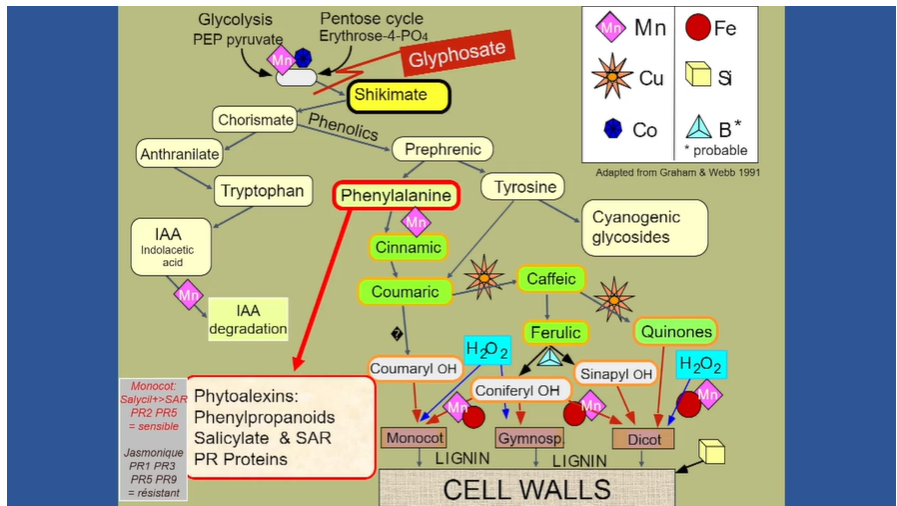 The Skikimate pathway, with all the ways that Glyphosate affects, because it binds to the minerals.