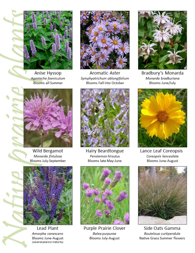 Prairie Plants in Your Yard?