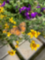 Butterfly on a Biden