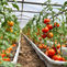 Precision in Practice: Protected Agriculture and the Future of Tomato Productivity