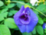clitoria