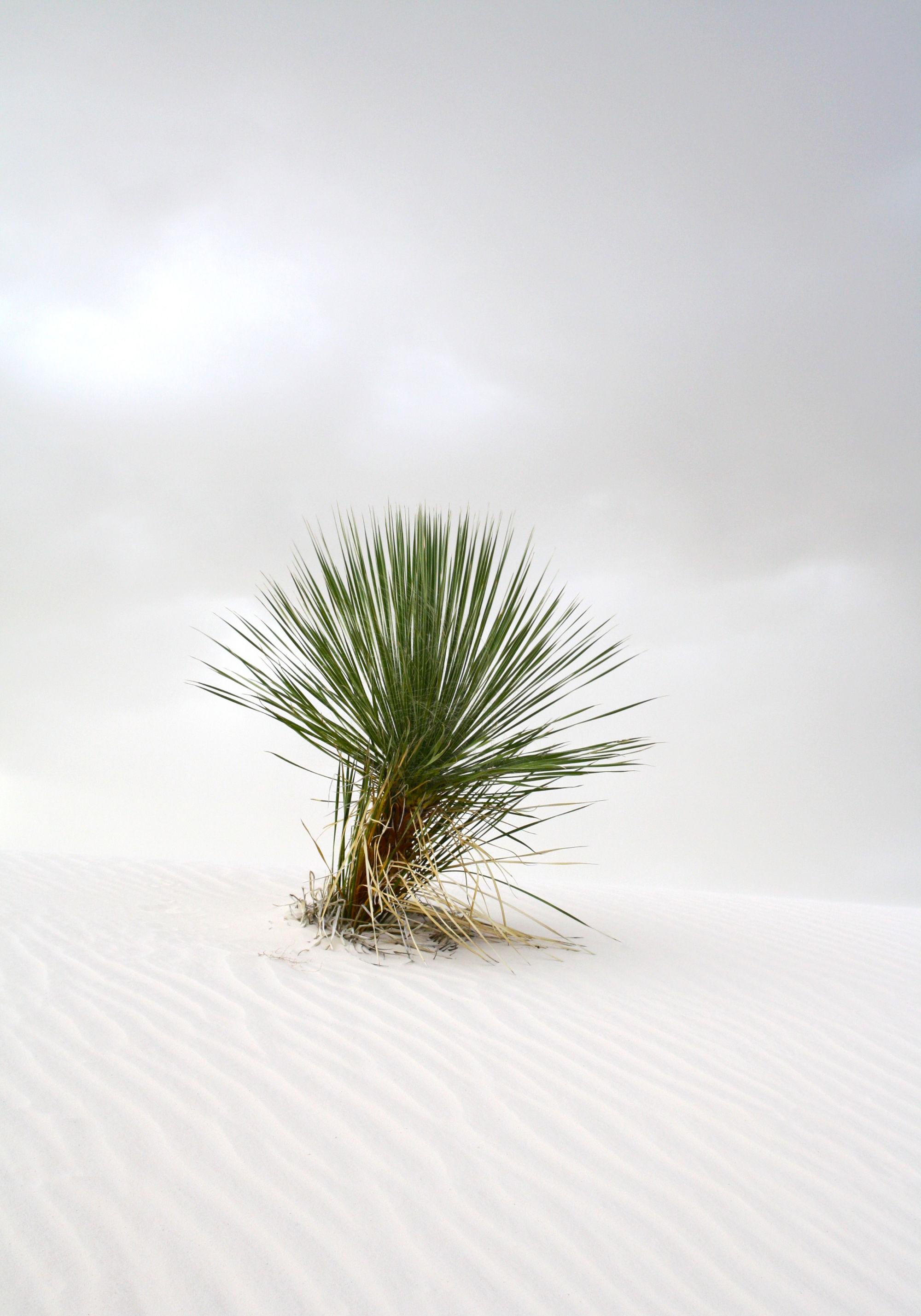 "Lonely" - 4x5" Archival Print