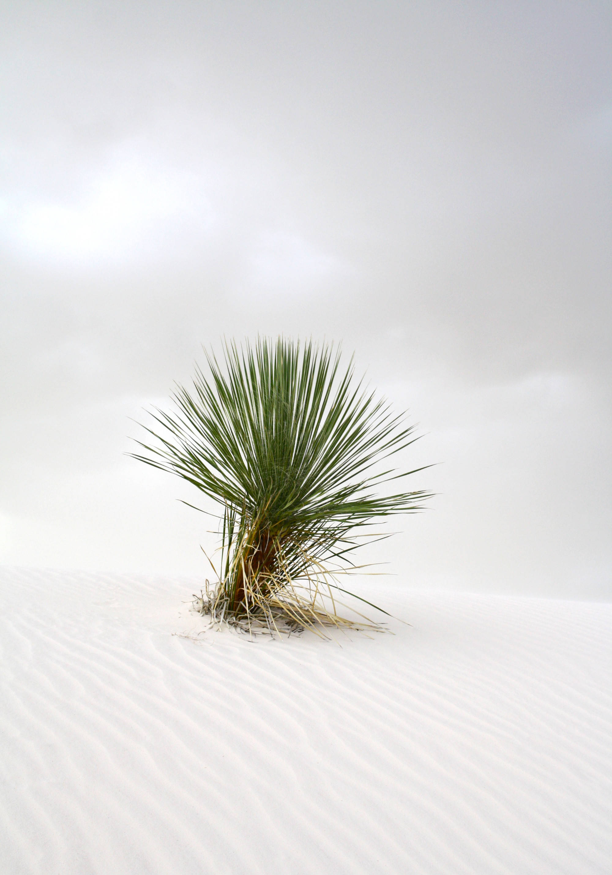 "Lonely" - 8x10" Archival Print