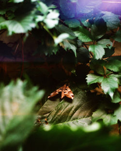 'Sphinx Hideaway"