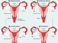 Why are so many people (men and women) so uncomfortable with periods and menstrual blood?