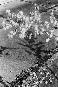 'Michigan Yucca'