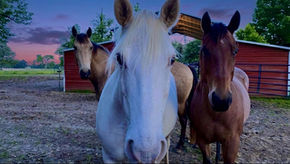 A New Purpose: What Rescue Horses Taught Me About My Own