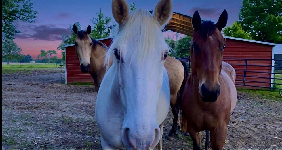 A New Purpose: What Rescue Horses Taught Me About My Own