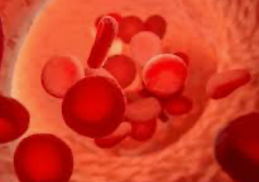 Blood cells