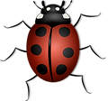 ladybug-156624_1280.png