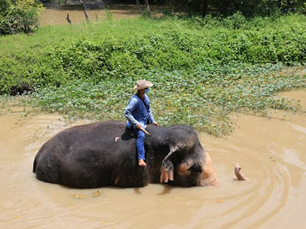 Man riding an elephant in a muddy river, lush green vegetation in the background.