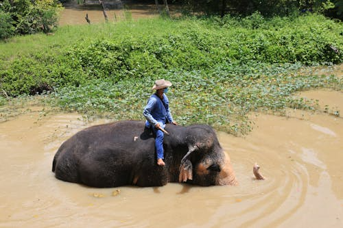Man riding an elephant in a muddy river, lush green vegetation in the background.