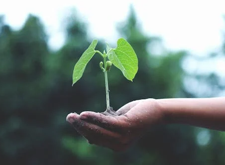 A person’s hand gently holding a small green seedling with two leaves and soil at its roots, set against a blurred natural background.