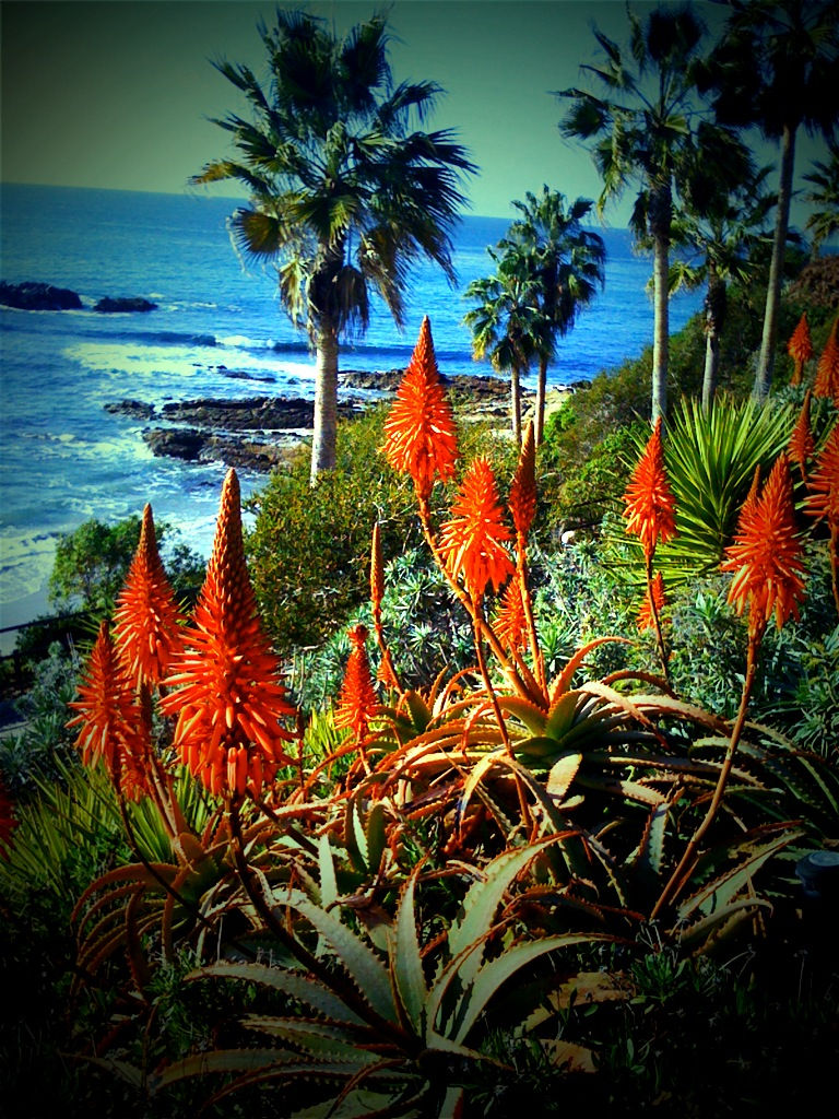 Laguna Beach foliage