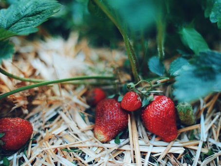 Produce Spotlight: Strawberries
