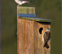 Birds of Prey: Partners in Co-management
