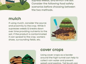 Food Safety Considerations for Ground Cover in High Tunnels