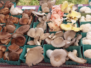 Produce Spotlight: Mushrooms