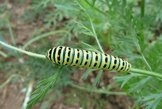 Metamorphose