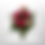 Thumbnail: PINK CARNATIONS