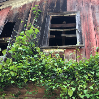 Old barn in Ashfield