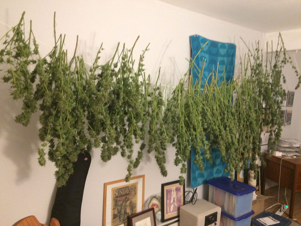 How does your (weed) garden grow
