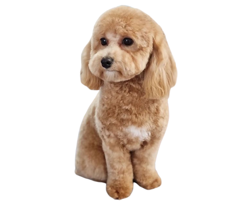 Untitled design (1).png