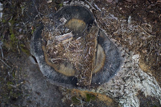 The song of a cut down forest