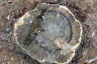 The song of a cut down forest
