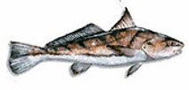 Northern_Kingfish.jpg