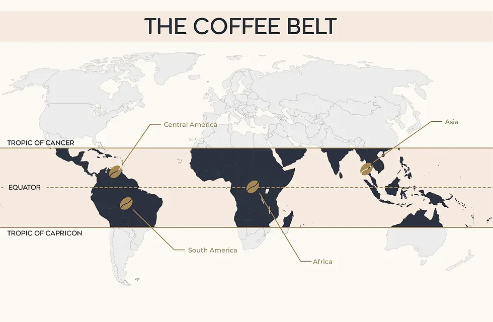 coffee belt.webp