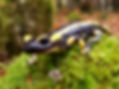 Biodiversité aquatique remarquable ardèche beaume drobie