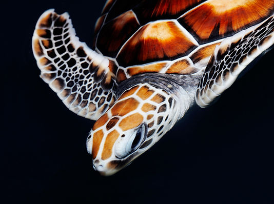 Sea Turtle