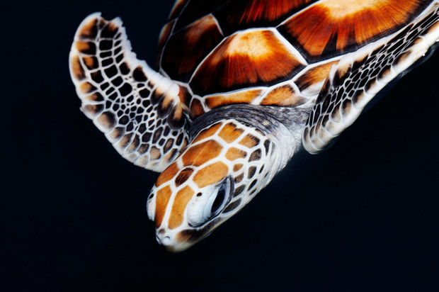 World Turtle Day: The plight of the turtle and tortoise